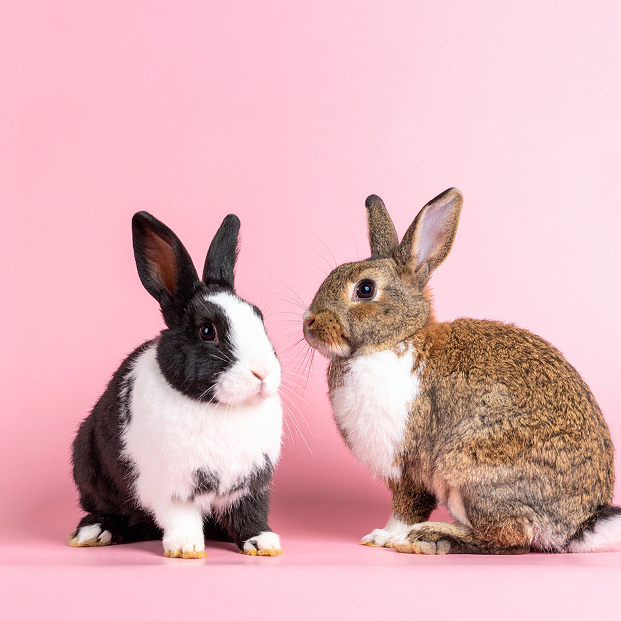 zwei KI animierte Hasen auf rosa Hintergrund