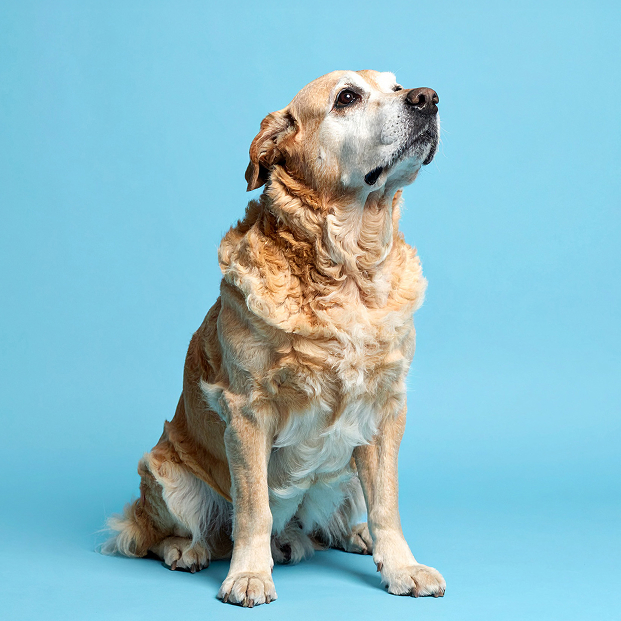 ein KI animierter Golden Retriever auf blauem Hintergrund, welcher die Nase in die Höhe streckt