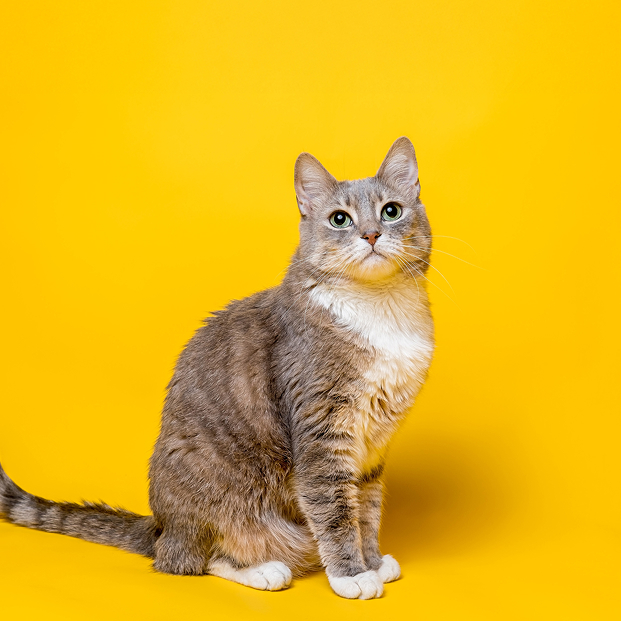 ein KI animierte Katze auf gelben Hintergrund