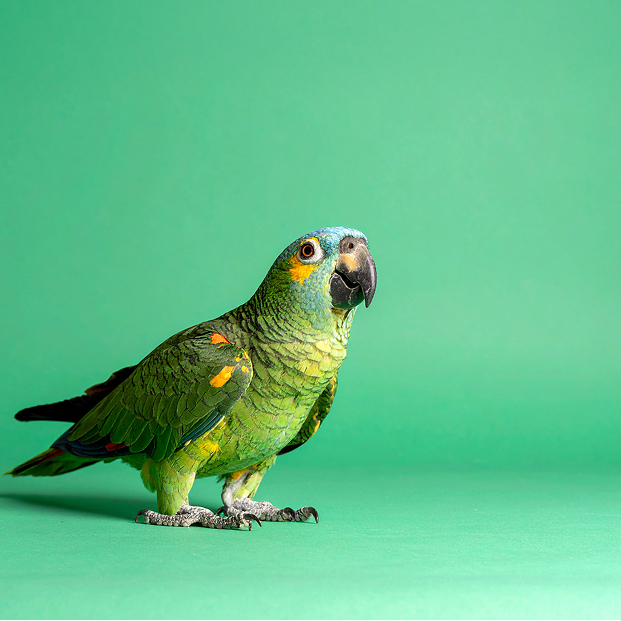 ein KI animierter Papagei auf grünem Hintergrund